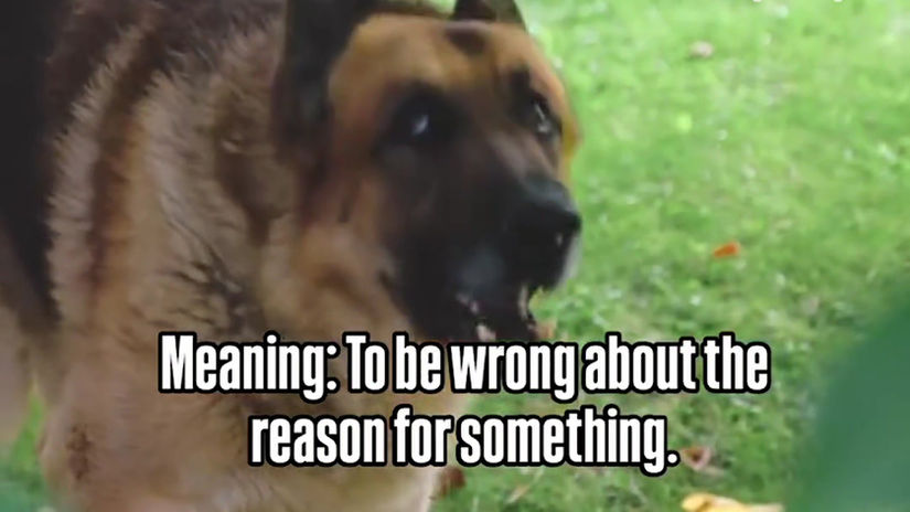 barking up the wrong tree